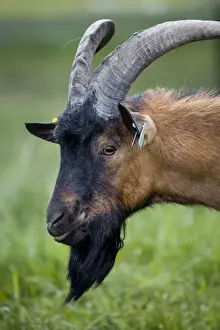 Beards Prints: Goat - in meadow