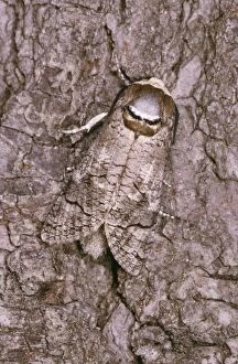 Moth Collection: Goat Moth