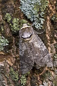 Images Dated 26th June 2008: Goat Moth - Bukk National Park - Hungary