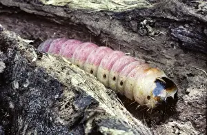 Goat Moth - caterpillar - Belgium