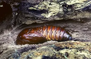 Pupa Prints: Goat Moth - pupa - Belgium