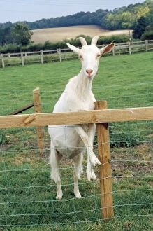 Images Dated 20th December 2006: Goat - Saanen breed