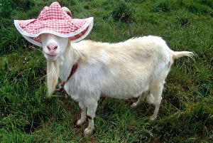 New Images March 2018 Gallery: Goat wearing a floppy hat