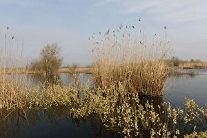 Delta Gallery: Goat Willow in the Danube Delta during spring