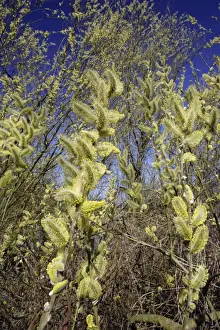 Goat Willow / Great Sallow - Flowering catkins covered in pollen, april. Lower Saxony, Germany