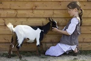 Goat - young girl stroking pygmy goat