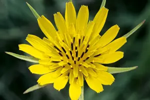 Goat's-beard
