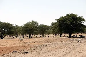 Goats Desertification, Namibia