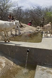 Images Dated 20th July 2008: Goats drinking at Namunyak water project