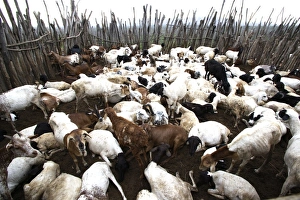 Images Dated 19th August 2005: Goats - Ethiopia