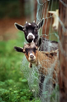 Farm Animals Collection: Goats - two with heads stuck though net fence