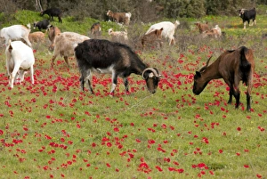 Goats - herd grazing through field of scarlet peacock anemones - in spring Goats - herd grazing through field of scarlet peacock anemones - in spring