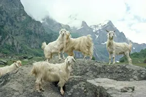 Five Prints: Goats - Himalayas- Kashmir
