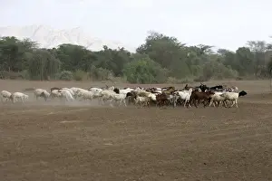 Desertification Prints: Goats in the Karo area - Lower basin of Oma River - South Ethiopia showing desertification