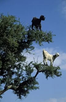 Atlas Gallery: Goats - Morocco - The Argan trees (Argania spinosa)