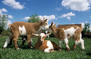 Farmyard Prints: Goats - three playing in farmyard