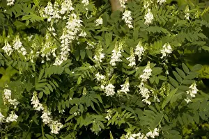 Introduced Prints: Goat's-rue, white form (Galega officinalis). Kew