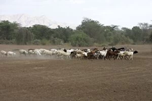 Goats - showing desertification