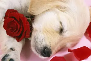 Valentine Prints: Goden Retriever Dog - puppy asleep with rose & petals