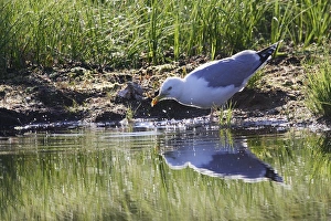 Images Dated 3rd July 2005: GOELAND ARGENTE ( Larus argentatus)