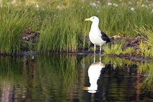 Images Dated 4th July 2005: GOELAND ARGENTE ( Larus argentatus)