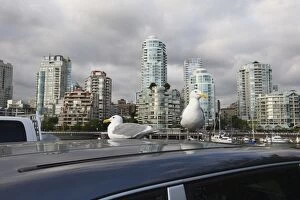 Images Dated 29th May 2008: goeland sur voiture Vancouver depuis Granville island vancouver Colombie britannique. Canada