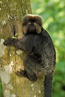 Goeldis Marmoset / Goeldis Monkey (Callimico goeldii)