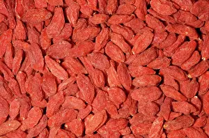 China Prints: Goji Berry / Wolfberry - dried Native to China (Himalaya/Tibet)