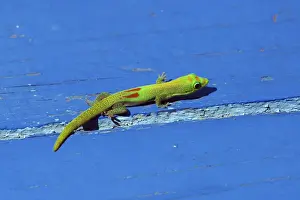 Gold dust day gecko