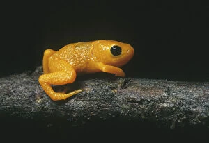 Gold Frog, (Brachycephalus ephippium), Itatiaia