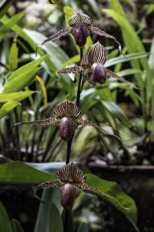 Images Dated 13th November 2012: Gold of Kinabalu Orchid / Rotschild's Slipper Orchid