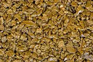 Metals Prints: Gold Nuggets - California - from alluvial deposit