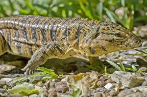 Caribbean Prints: Gold Tegu Lizard - close up - Asa Wright Centre - Trinidad