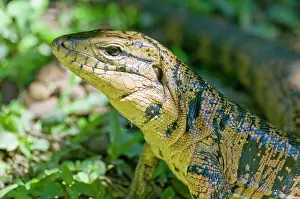 Caribbean Prints: Gold Tegu Lizard - close up of head - Asa Wright Centre - Trinidad