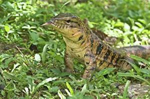 Caribbean Prints: Gold Tegu Lizard - close up of head with tongue out - Asa Wright Centre - Trinidad
