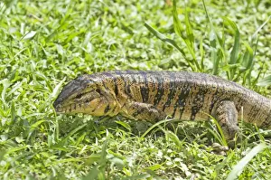 Caribbean Prints: Gold Tegu Lizard - Head and body - Asa Wright Centre - Trinidad