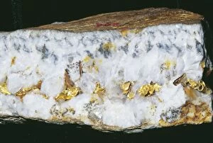 Images Dated 2nd June 2004: Gold Vein With leaf Gold Au Burgh Hill Mine, California