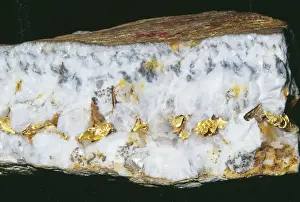 Metals Prints: Gold Vein With leaf Gold Au Burgh Hill Mine, California
