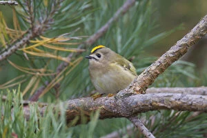 Passerine Bird Gallery: Goldcrest - adult bird - Sweden
