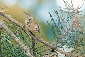Images Dated 11th August 2005: Goldcrest - on branch