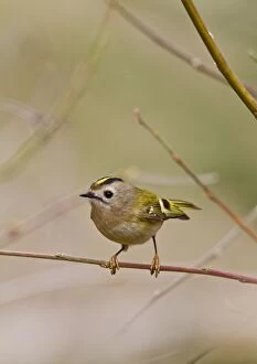 Images Dated 26th March 2010: Goldcrest - in display pose