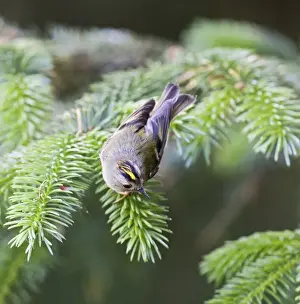 Wales Prints: Goldcrest – male showing crest West Wales UK 004704