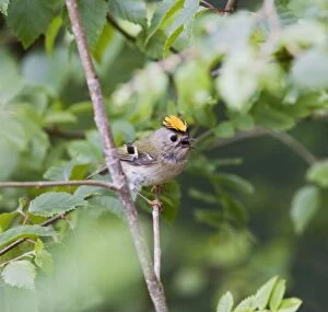 Images Dated 9th June 2007: Goldcrest – male showing crest West Wales UK 004705