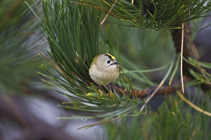 Images Dated 2nd November 2008: Goldcrest - on the North Norfolk coast perched in Scots Pine early morning - November - North