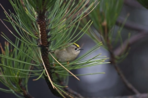 Images Dated 2nd November 2008: Goldcrest - on the North Norfolk coast perched in Scots Pine early morning - November - North