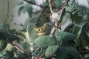 Goldcrest - October Oxon, UK