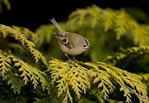 Images Dated 5th April 2008: Goldcrest - perched in Leyland Cypress - Breckland - Norfolk - UK