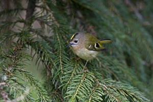 Images Dated 5th April 2008: Goldcrest - perched in Norway Spruce early April - Breckland - Norfolk - UK