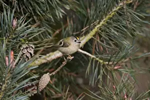 Goldcrest -perched in Scots Pine - April - Breckland - Norfolk - U. K
