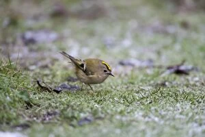 Images Dated 7th February 2009: Goldcrest - picking up crumbs from below bird table in a hard frost - January - Breckland